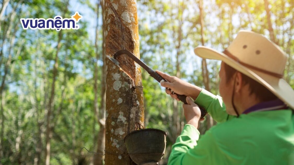 chất liệu cao su thiên nhiên