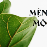kê giường ngủ cho người mệnh mộc