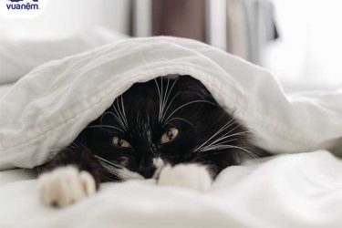 chăn ga gối nệm cho người tuổi mão