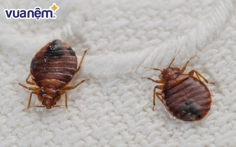 Rệp giường cắn thường không nguy hiểm