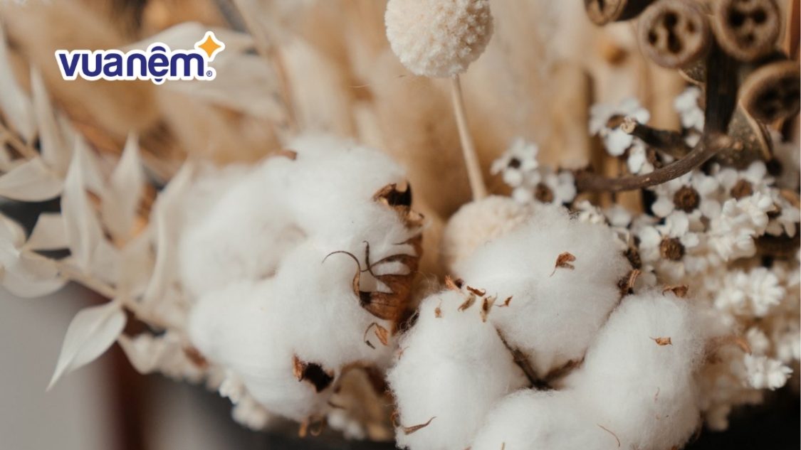 Hướng dẫn phân biệt gòn tơi, gòn bi, gòn tấm, gòn cuộn