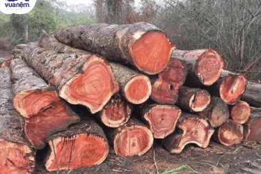 top giường ngủ gỗ hương