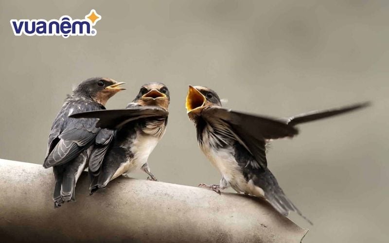 Yến là tên gọi của một loài chim quý chuyên sinh sống gần biển