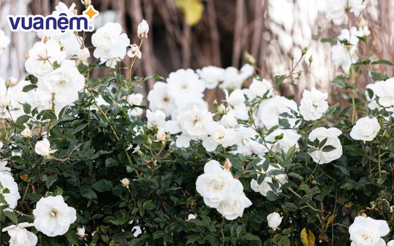 Ý nghĩa của hoa hông trắng - Sự tinh khiết và vẻ đẹp tự nhiên