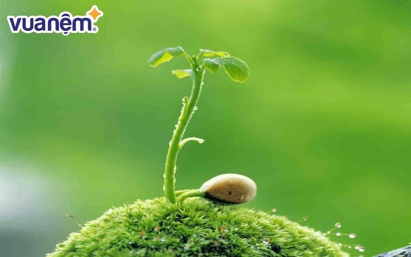 Mùa xuân chính là hồi sinh của sự sống