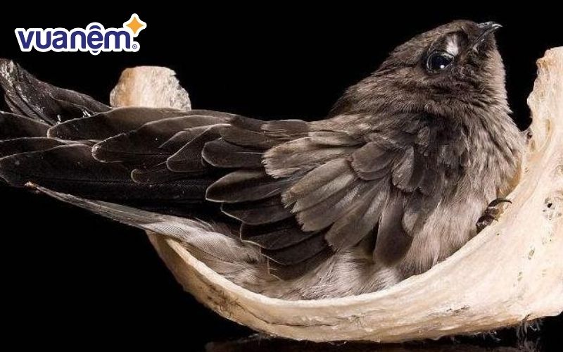 Chữ “Yến” để chỉ loài chim yến gắn liền với sự tự do, thanh thoát
