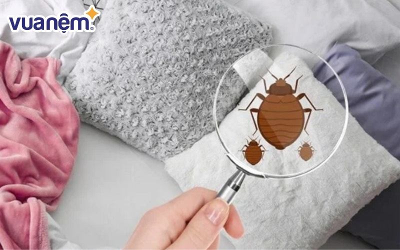 Mạt bụi có ảnh hưởng đối với những ai có làn da nhạy cảm
