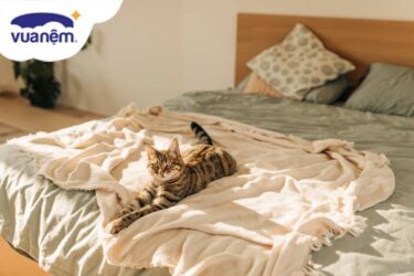 chọn chăn ga gối cao cấp cho gia đình