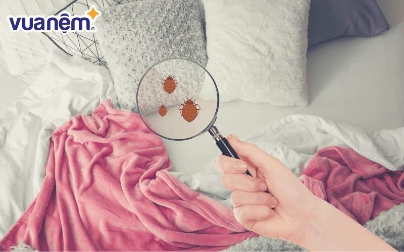 Vi khuẩn là một trong những lý do gây ra tình trạng nệm bị hôi