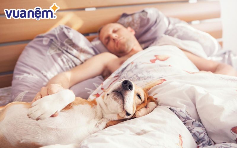 Lông của thú cưng là một trong những nguyên nhân dẫn đến tình trạng nệm bị nấm mốc