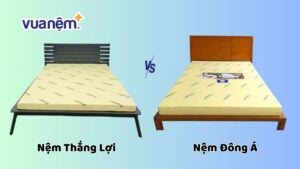 So sánh nệm Thắng Lợi và Đông Á: Nên mua loại nào?