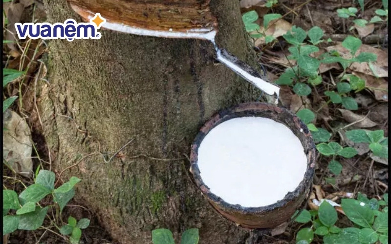 Quá trình sản xuất cao su thiên nhiên phức tạp hơn