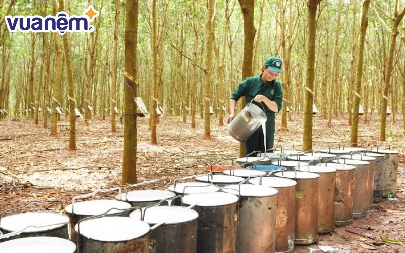 Cao su thiên nhiên được ứng dụng trong nhiều ngành khác nhau