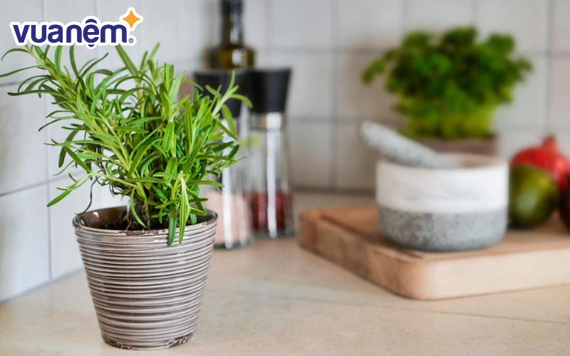 Chọn cây hương thảo nếu bạn muốn kết hợp giữa trang trí, bảo vệ sức khỏe