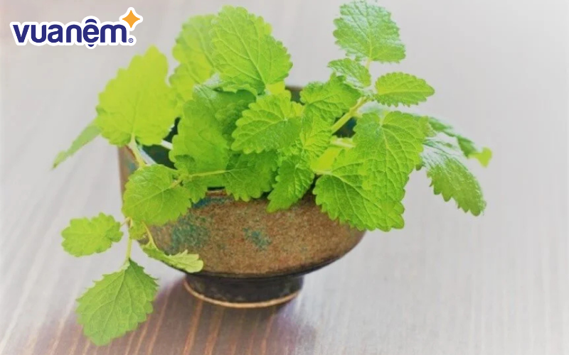 Cây đuổi muỗi phòng ngủ - Cây bạc hà