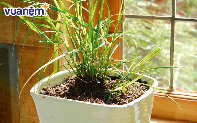 Sả chứa nhiều tinh dầu citronella - mùi mà muỗi sợ nhất