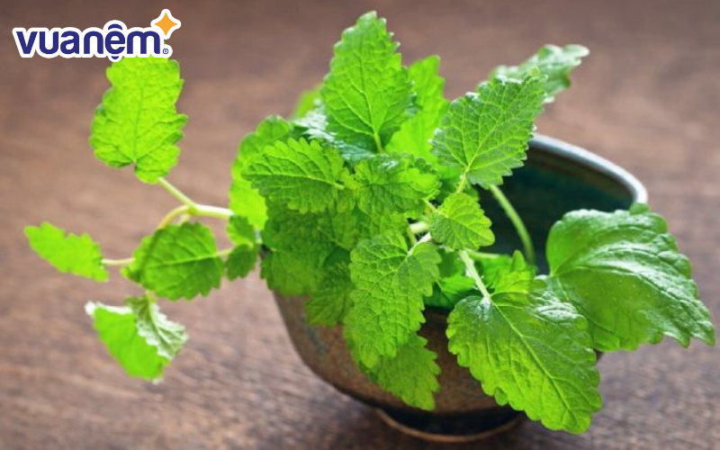 Tía tô đất là lựa chọn lý tưởng để bảo vệ không gian sống một cách an toàn và tự nhiên