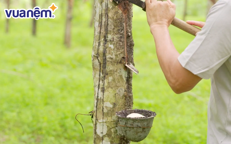 Thu hoạch nhựa từ rừng cây