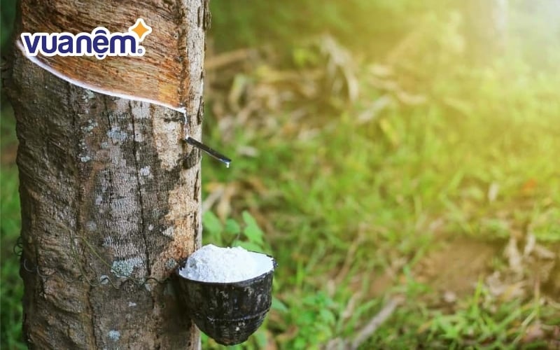 Nệm cao su thiên nhiên không sử dụng chất phụ gia